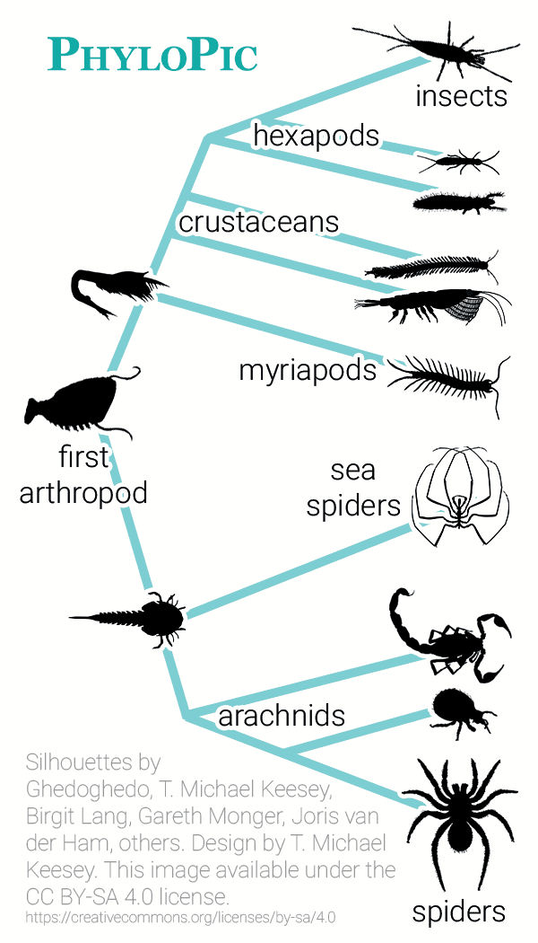 Diagram showing that, while insects and spiders are both arthropods, spiders are arachnids, while insects are crustaceans.