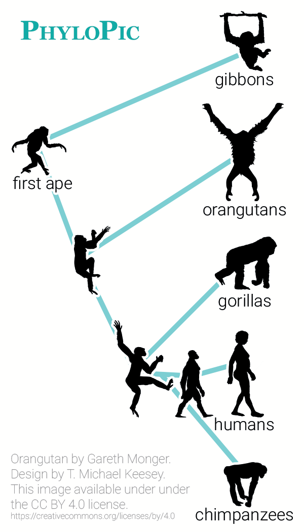 Diagram showing that humans and living great ape species all evolved from earlier apes.