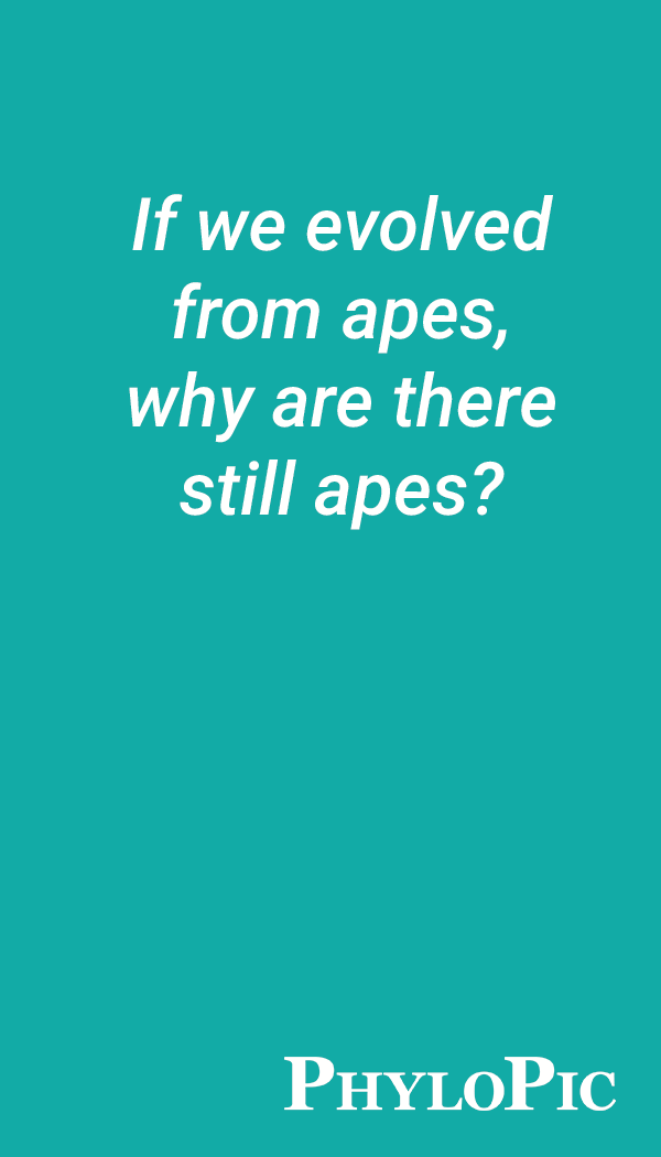If we evolved from apes, why are there still apes?