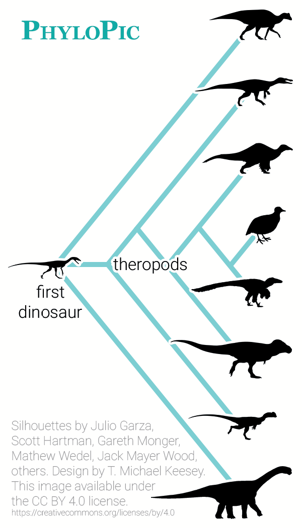Diagram showing how birds are deeply nested within the dinosaur family tree.
