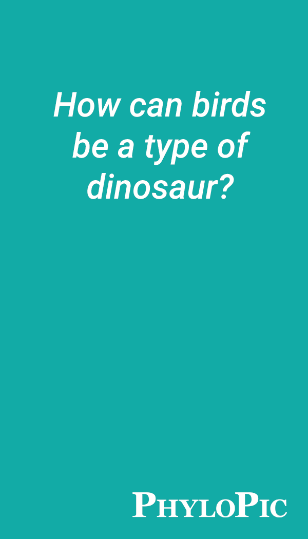 How can birds be a type of dinosaur?