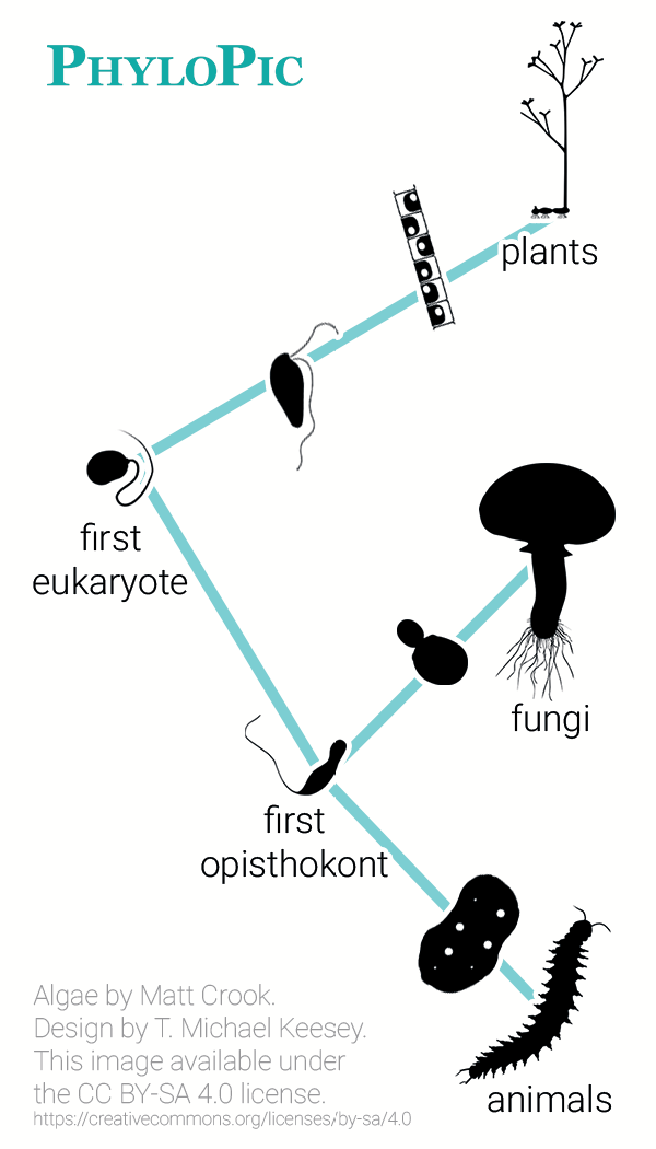 Diagram showing that fungi (including mushrooms) are, in fact, more closely related to animals (Metazoa) than to plants (Archaeplastida).
