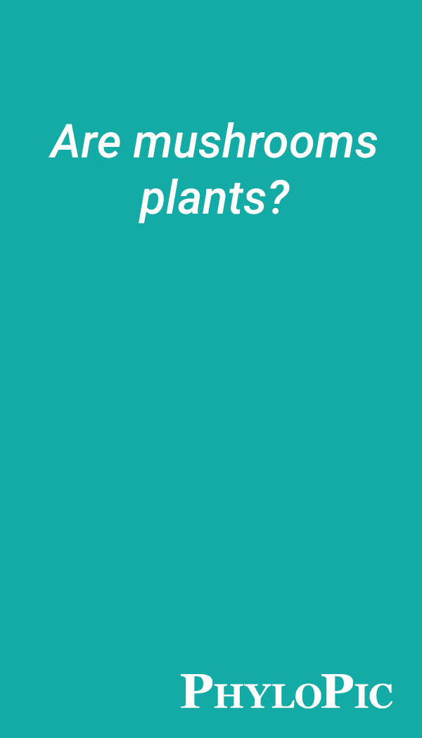Are mushrooms plants?