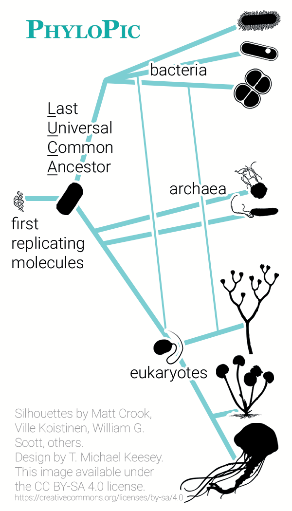 Diagram showing the interrelationships of bacteria, archaea, and eukaryotes, and how they all ultimately descend from the same ancestors.