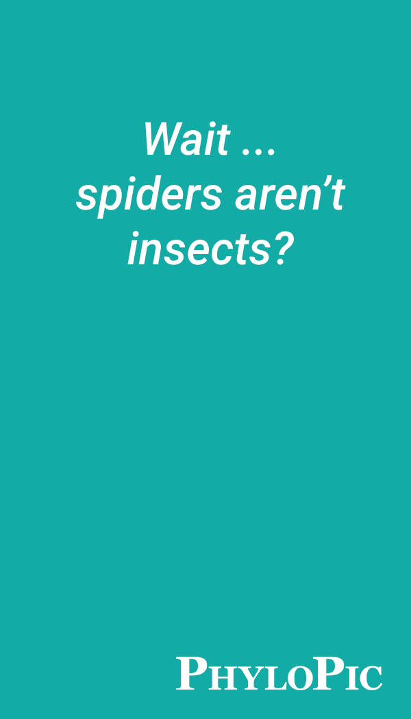 Wait … spiders aren’t insects?